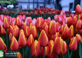 Tulipa Worlds Beauty ® (2)